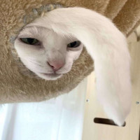 Avatar of Scary