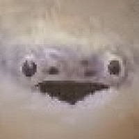 Avatar of FungiGrove