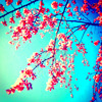 brightberries